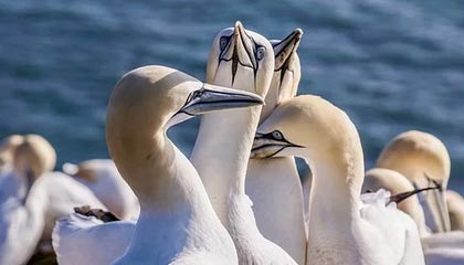 给你的HTML页面加一个访问密码