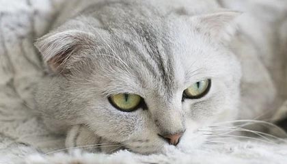 ApowerREC 傲软录屏 v1.7.5.4 中文绿色版